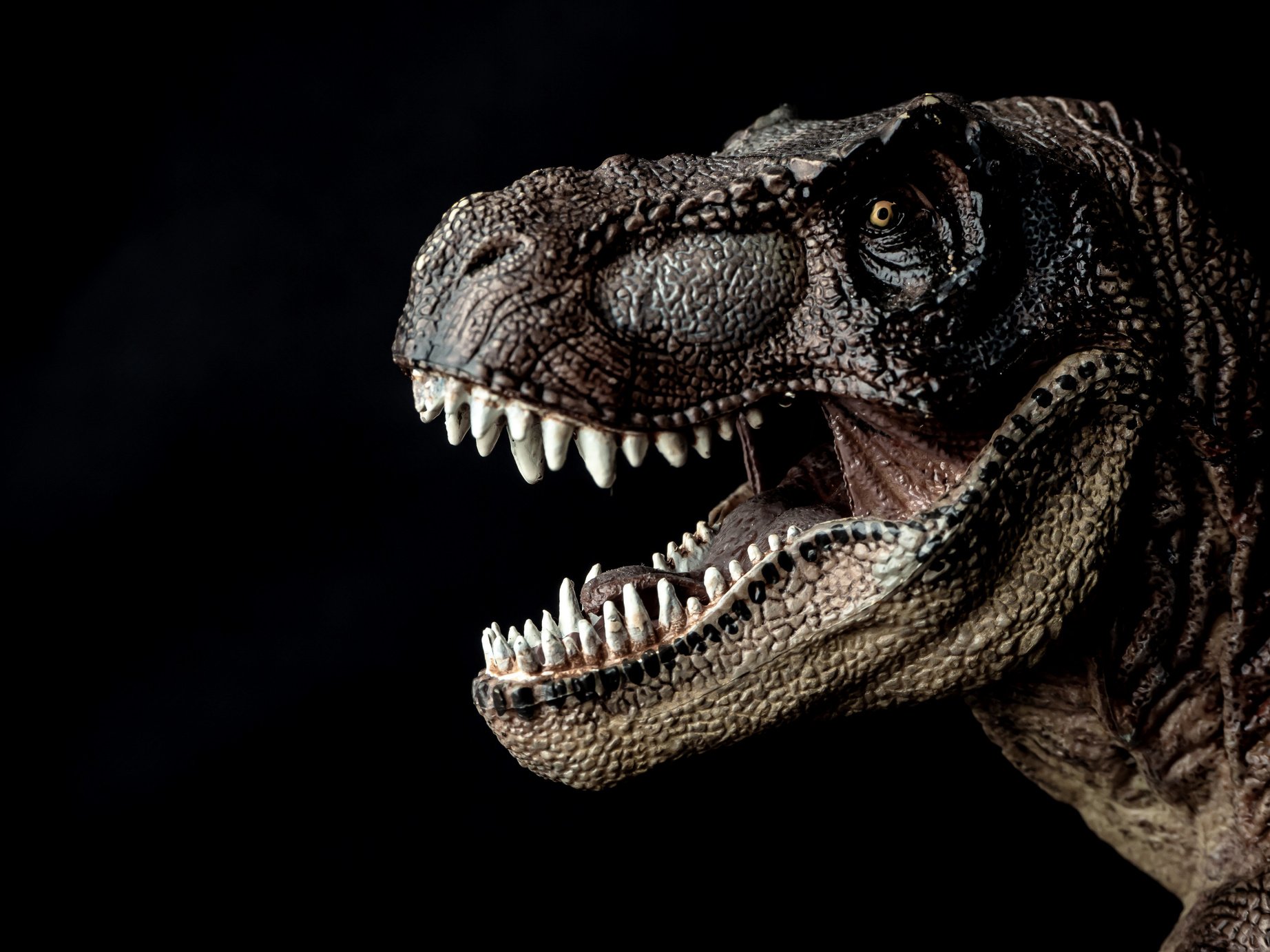 Tyrannosaurus Rex Dinosaur on Black Background